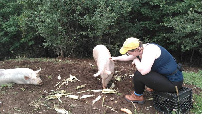 A farm visitor pets pigs at a farm