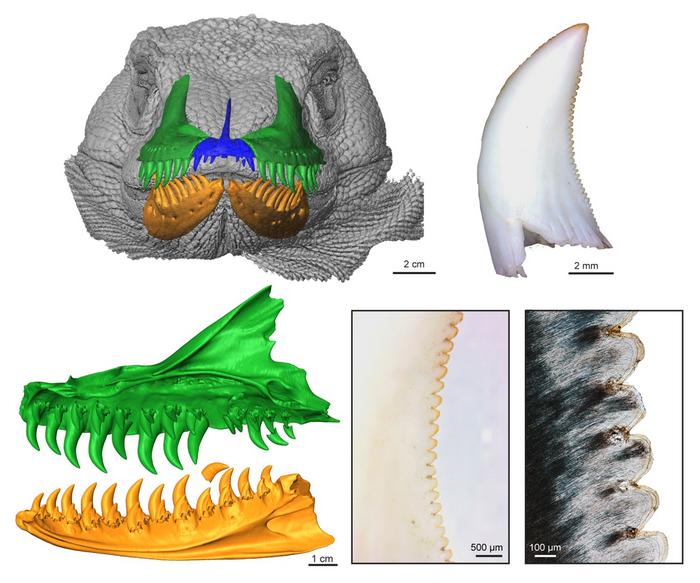 Exceptionally rapid tooth development and ontogenetic changes in the feeding apparatus of the Komodo dragon