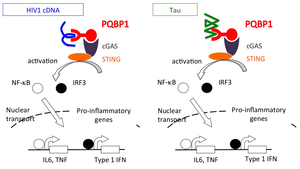 Figure 1. PQBP1, a new intracellular receptor for viral infection and neurodegeneration.