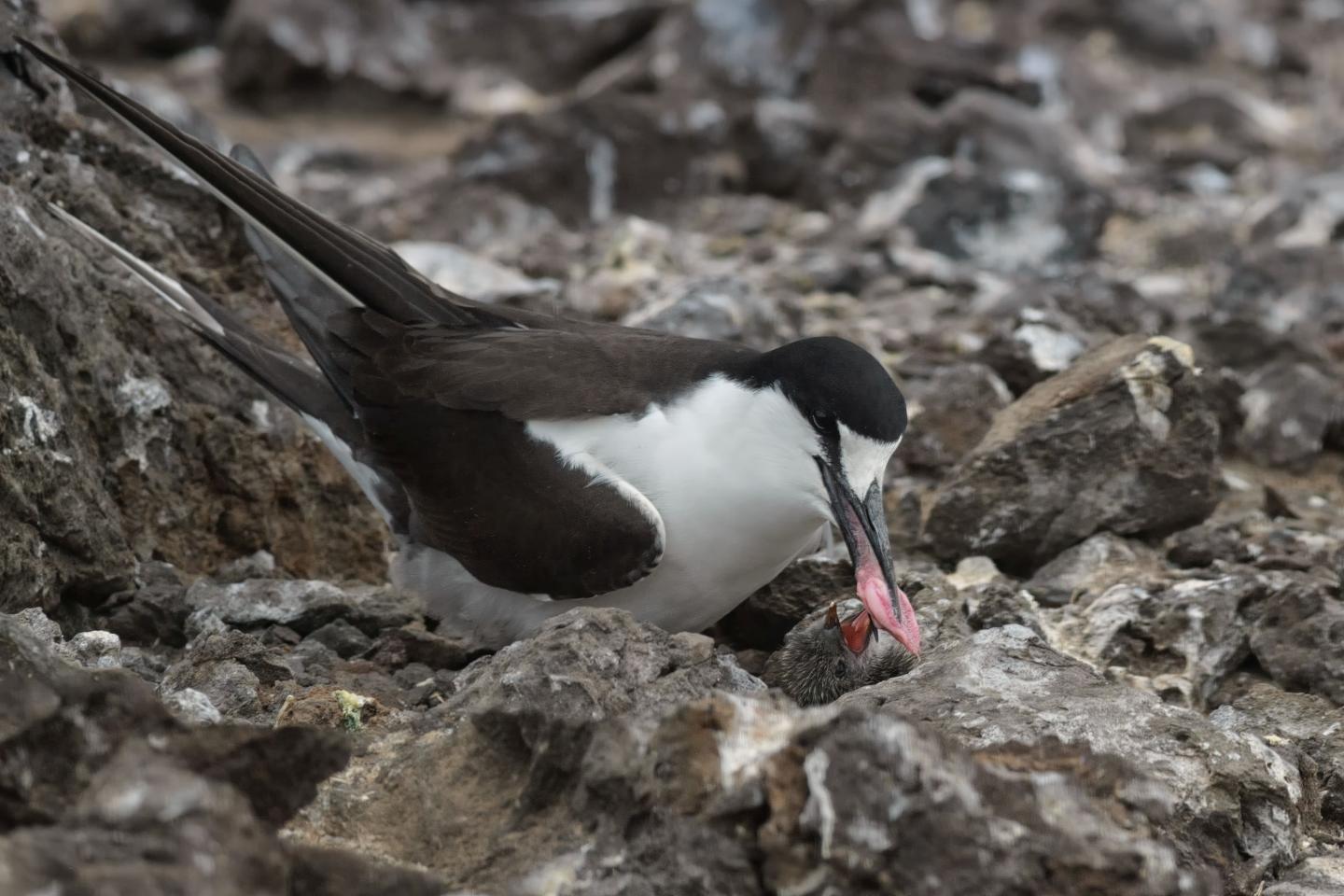 Adult Sooty Tern Feeding a Chick