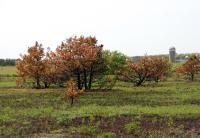 Katama Sandplain Grassland on the Island of Martha's Vineyard, MA