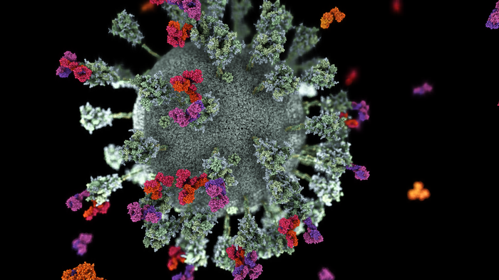 Antibodies binding the SARS-CoV-2 virus