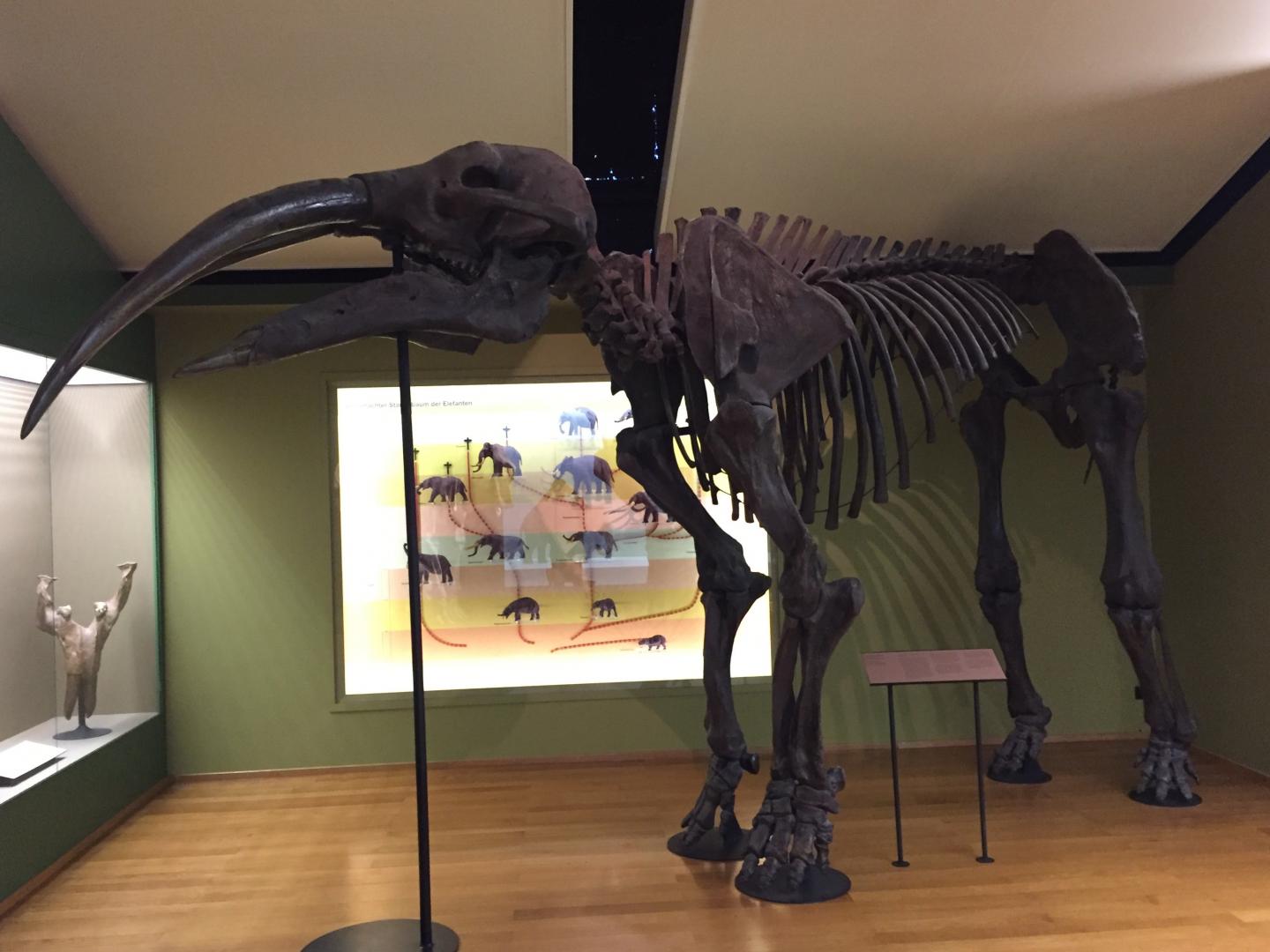 Replica of a Reconstructed <em>Gomphotherium steinheimense</em> Skeleton