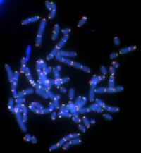 Picture of Fusing Chromosomes (3 of 3)