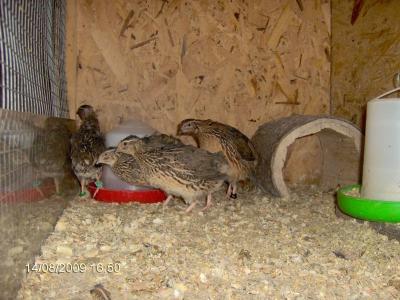 Quails -- Audience
