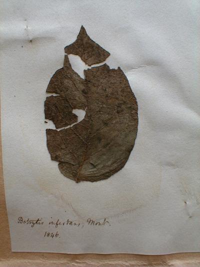 Potato Infected by Blight