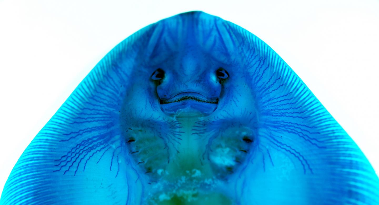 Alcian Blue-Stained Skate with Visible Canals of Ampullary Organs