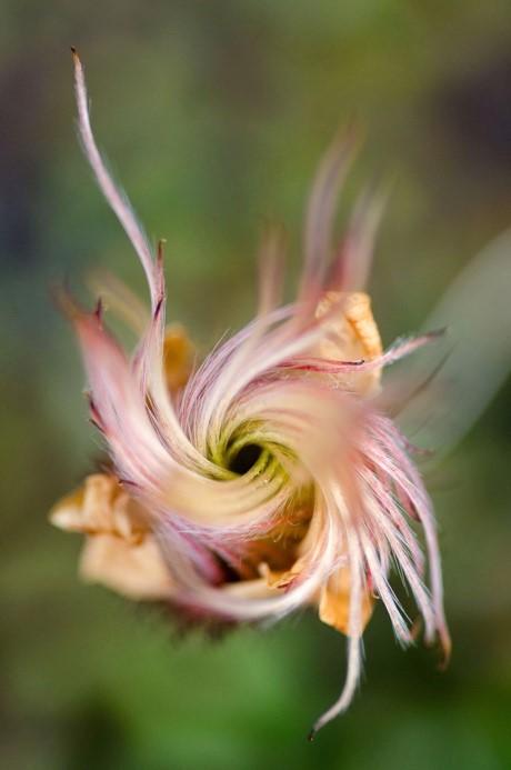 Seeds on a <em>Dryas integrifolia</em>, or Mountain Avens, Twist as They Develop