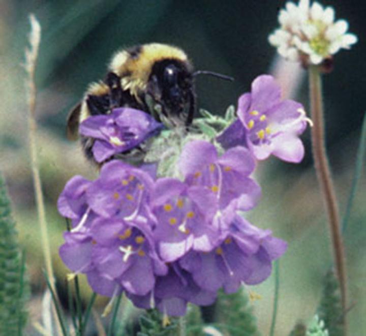 Queen Bumble Bee (2 of 3)