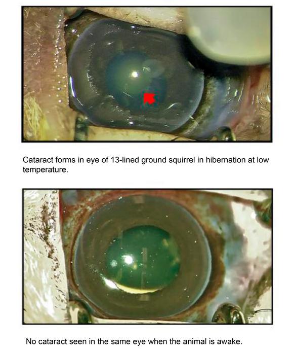 Cataracts in the 13-lined ground squirrel