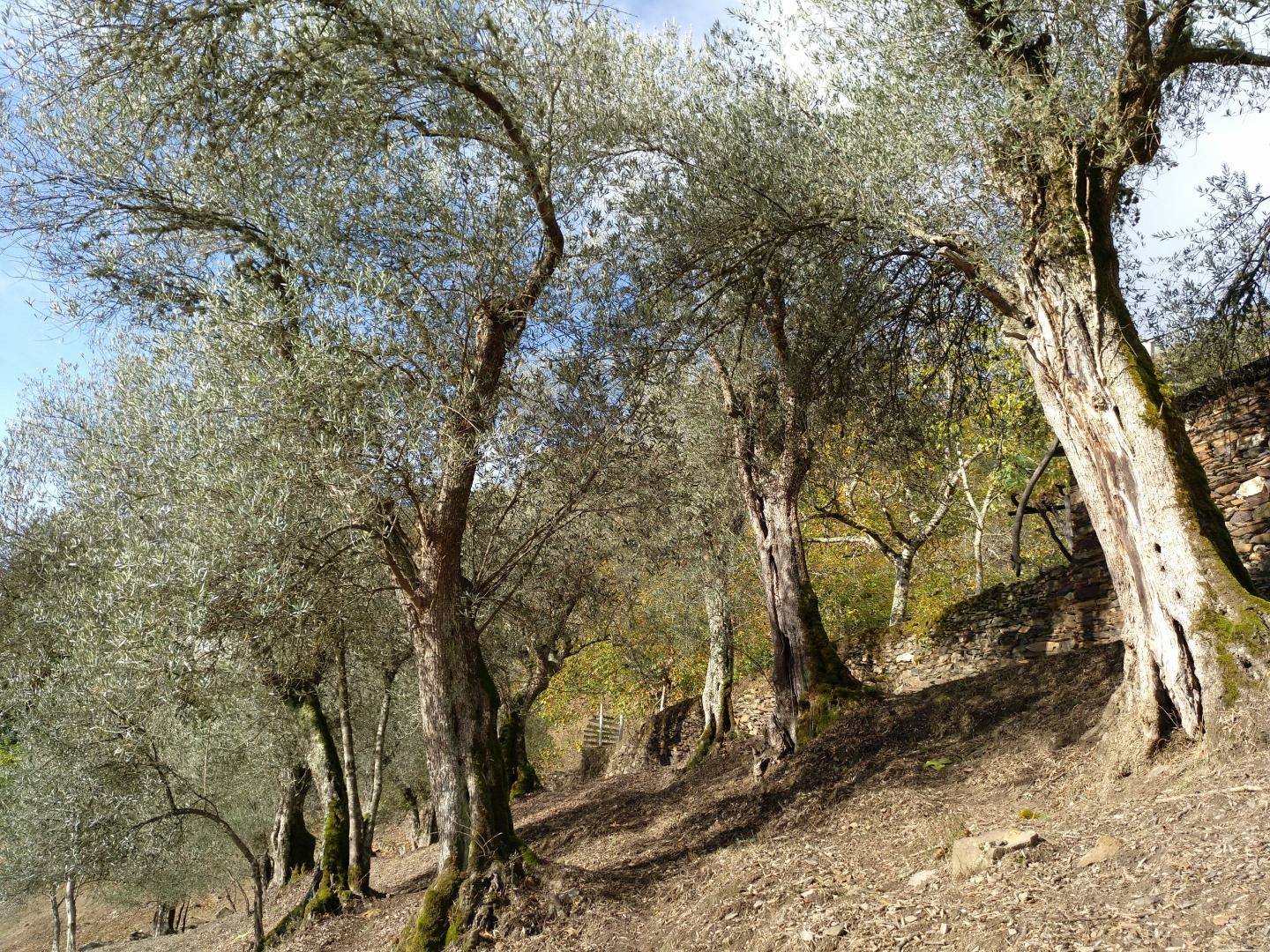 New Olive Varieties