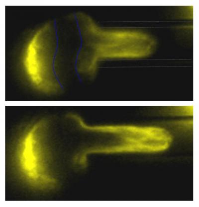 Stem Cell Plasticity