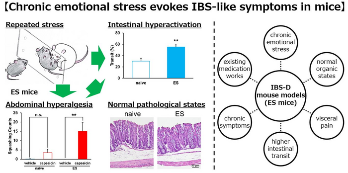 Tokyo University of Science researchers probe the link between psychological stress and irritable bowel syndrome (IBS)