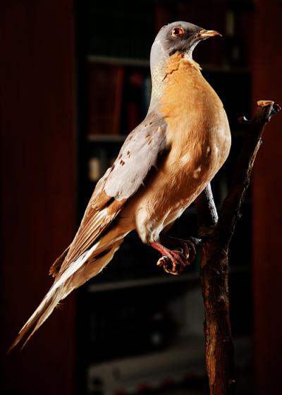 Passenger Pigeon