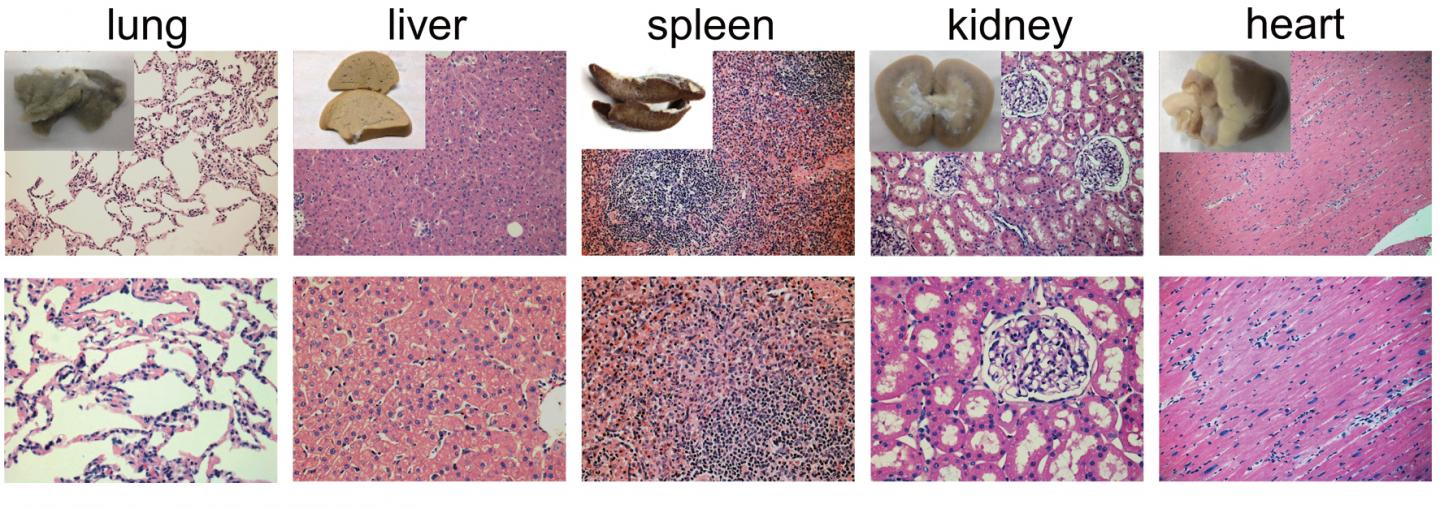 No Abnormal Changes Were Observed in the Organs of Monkeys after Exposure to PEG-IONCs