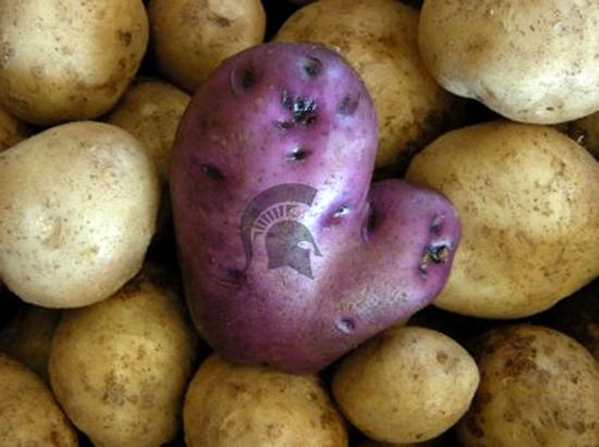 MSU Potatoes