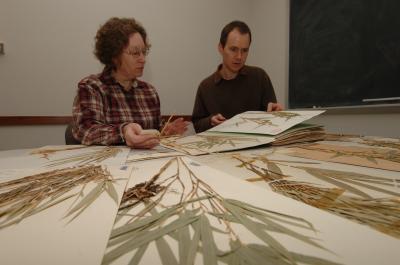 Botanists Discover New North American Bamboo