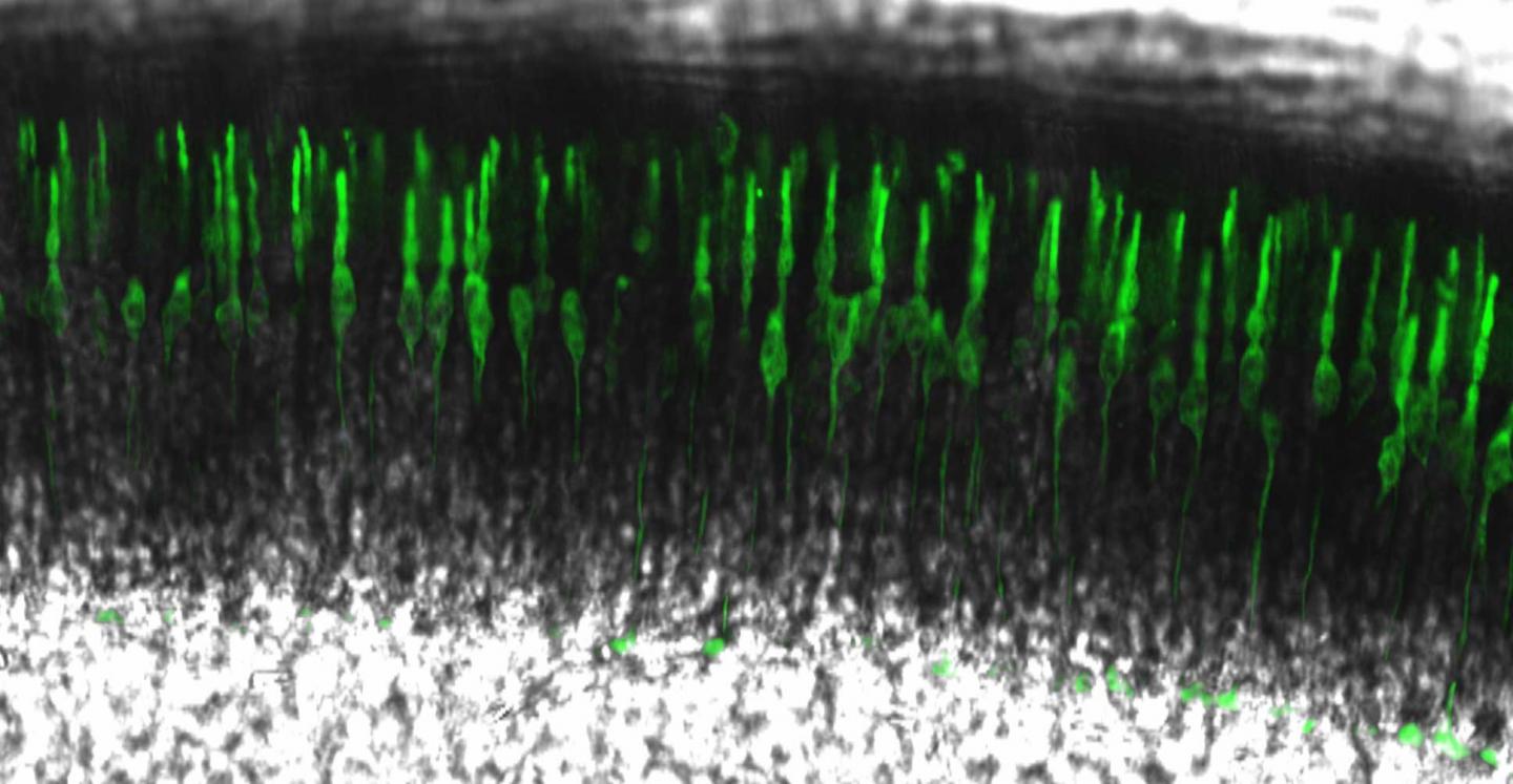 Mouse Cone Cells