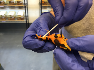 Swabbing Atelopus zeteki