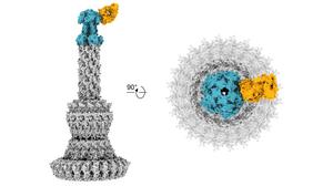 Cryo-electron microscopic reconstruction of the antigen binding region of a human antibody to the type III secretion system of Pseudomonas aeruginosa.