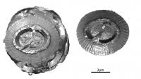 From Coccospheres (Left) to Coccoliths (Right).