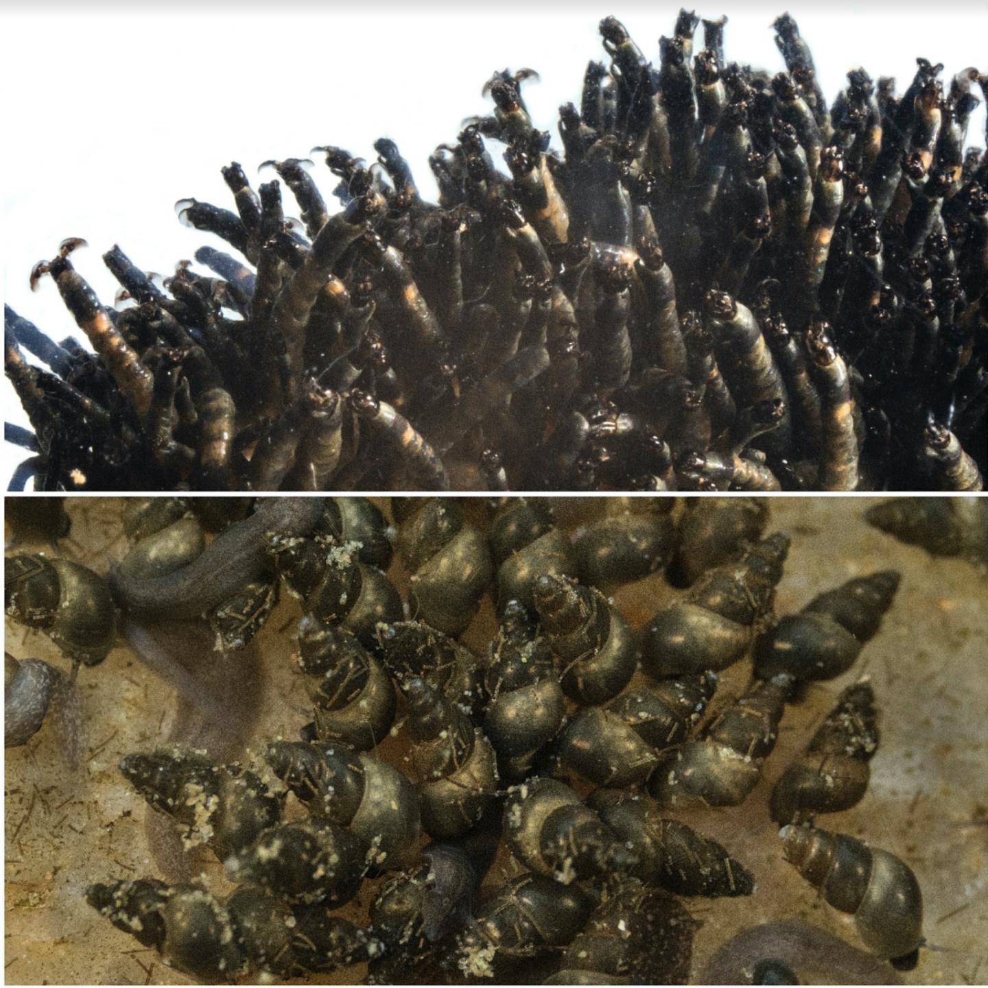 Blackflies + Mudsnails