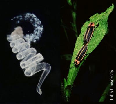 Firefly Nuptial Gift