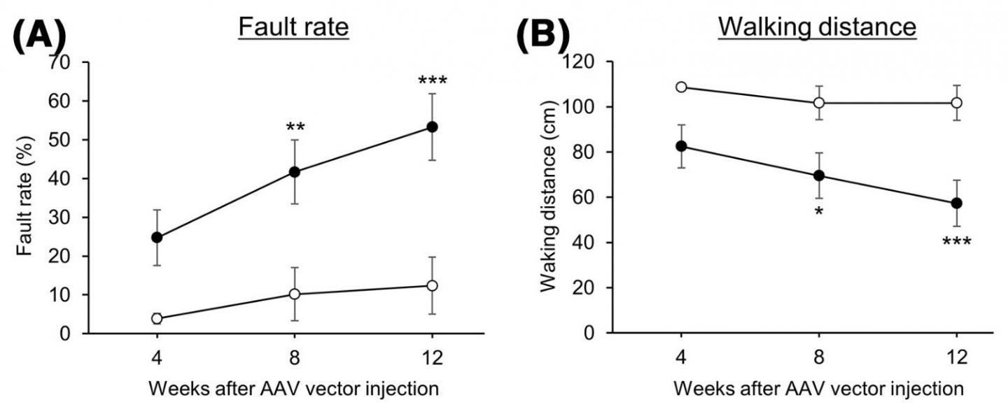 Motor function test in mice with reduced CMA activity in cerebellar neurons