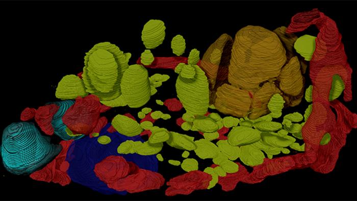 A 3D reconstruction of the cell contents of the single cell alga Chlamydomonas reinhardtii acquired by cryo-vEM on the Thermo Fisher Scientific Hydra Plasma FIB-SEM in a Department of Energy funded collaborative project between the Czymmek and Zhang Labs