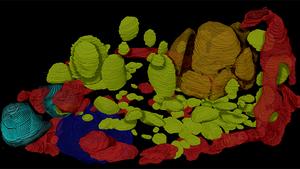 A 3D reconstruction of the cell contents of the single cell alga Chlamydomonas reinhardtii acquired by cryo-vEM on the Thermo Fisher Scientific Hydra Plasma FIB-SEM in a Department of Energy funded collaborative project between the Czymmek and Zhang Labs