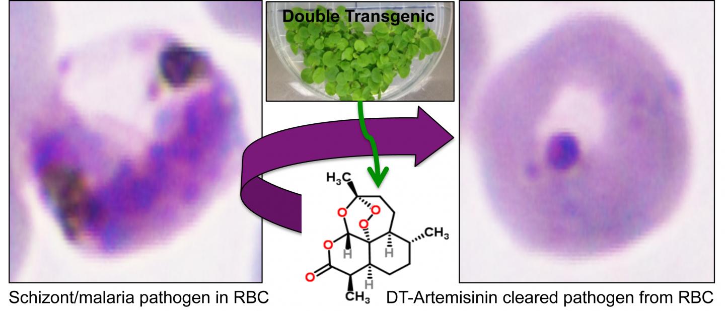 Artemisinin in Tobacco