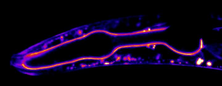 Imaging a Living Scaffold