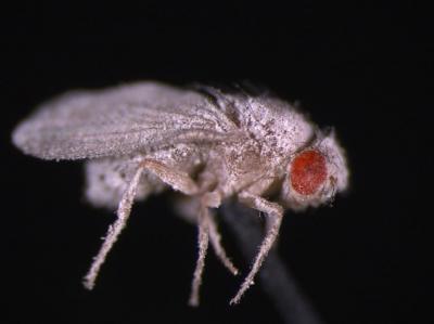 Fruit Fly with Fungus
