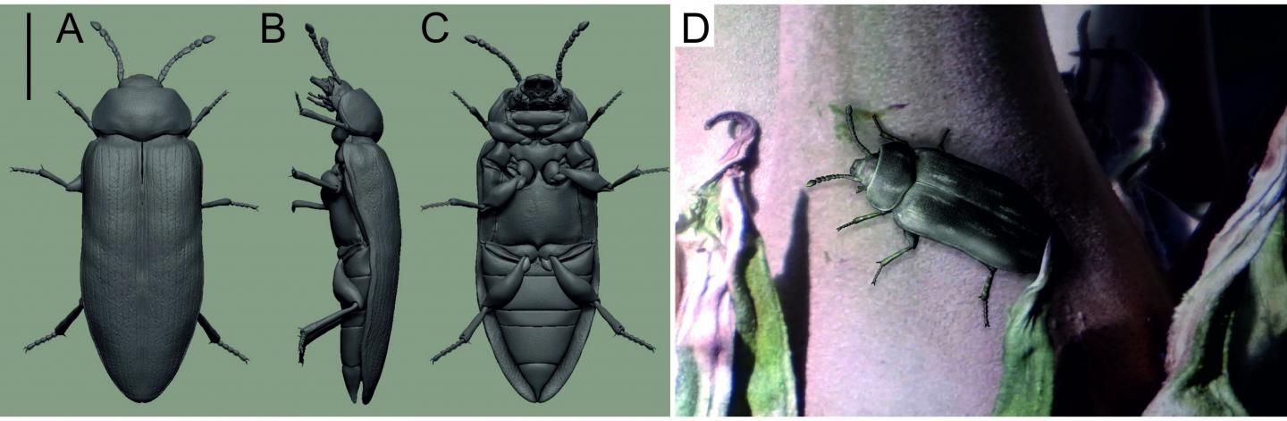 Reconstructions of <em>Ponomarenkia belmonthensis</em>