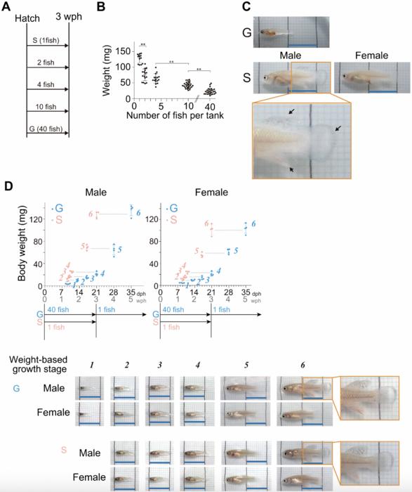 Single housing of juveniles accelerates early-stage growth but extends adult lifespan in African turquoise killifish