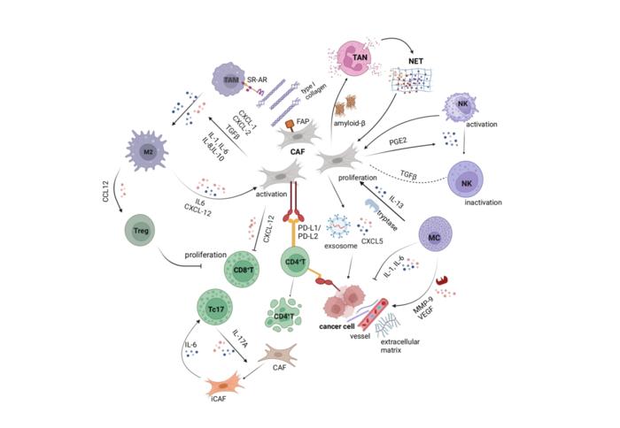 Crosstalk between cancer associated fibroblasts and immune cells.