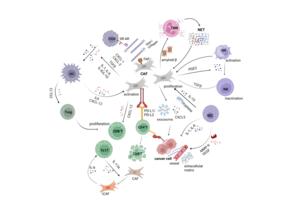 Crosstalk between cancer associated fibroblasts and immune cells.