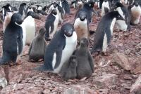 Penguins With Young -- NERC Photo Competition Prizewinner