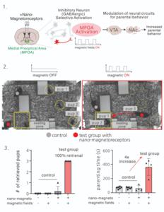 Figure 3. Experiment on regulating brain circuits responsible for sociability and emotions using nano-MIND