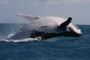 Whale Breaching