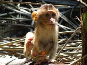 Baby feeding on oil palm fruit