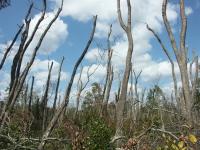 Redbay Tree Damage in Southeast Georgia