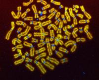 Mitotic Chromosomes
