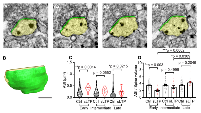 Structural LTP (sLTP) induces expansion of total ASI postsynaptic membrane