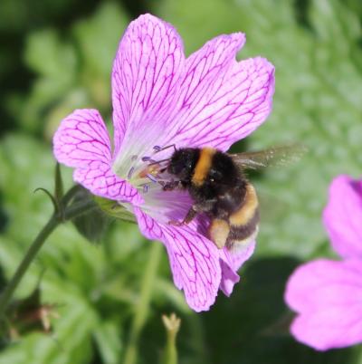 Bumblebee on Flower