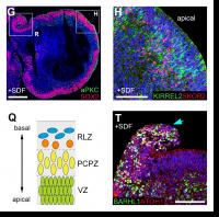 Continuous Neuroepithelium and Laminar Structure Induced by SDF1