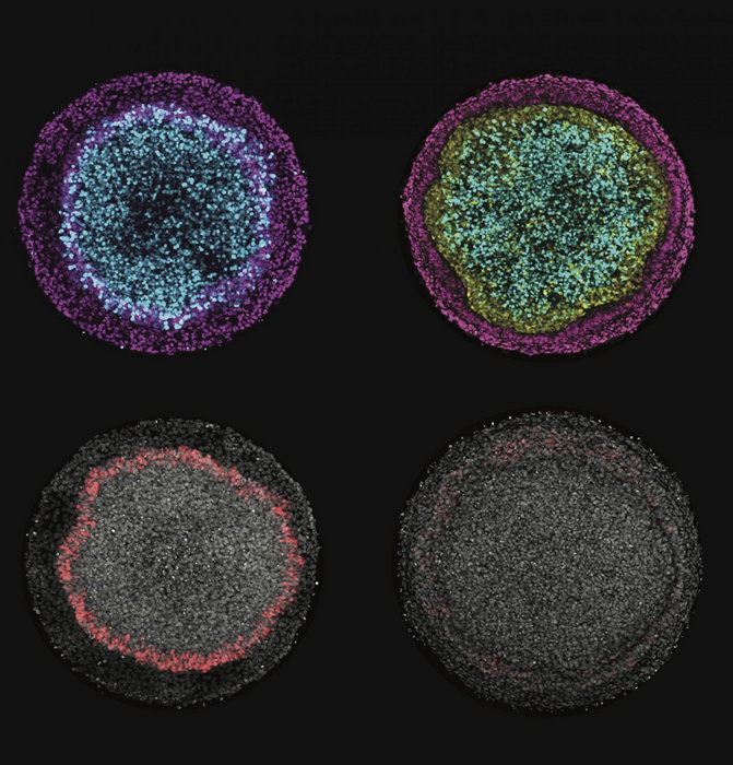 cell models