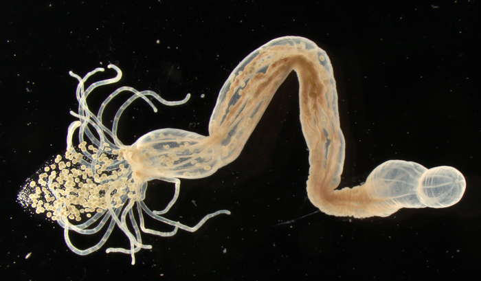 Female polyp of the sea anemone Nematostella vectensis