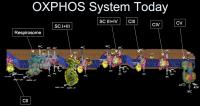 The OXPHOS System Today