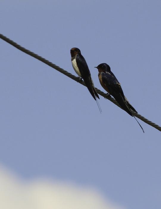 Different barn swallows